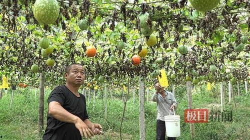 4k小吊瓜今日行情,今日价格走势解析”