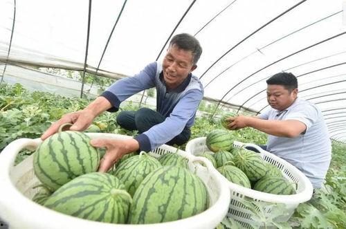 今日苏瓜,探寻苏瓜产业的最新动态与趋势