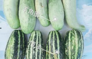 今日平远瓜价格,新鲜瓜果价格走俏，市民抢购热潮涌动”