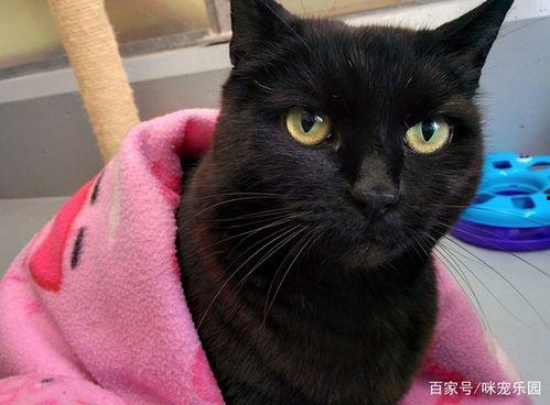 老猫明星网红叫什么