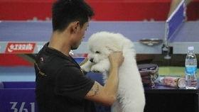 老猫明星网红叫什么