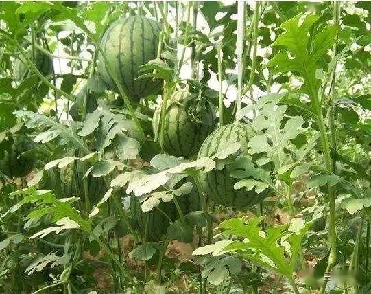 乐东二瓜今日价格行情,价格波动解析与市场动态一览