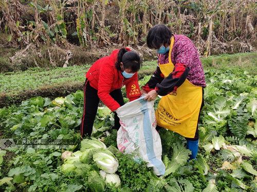 广西柳城毛瓜今日新闻,丰收季里的绿色经济新篇章