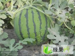 淮南苏瓜价格今日行情,价格波动解析