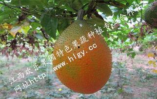 吃瓜天堂今日吃瓜