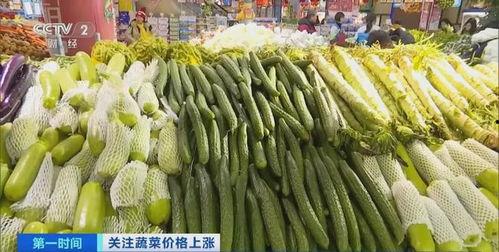 今日茄瓜批发价多少,行情波动背后的秘密