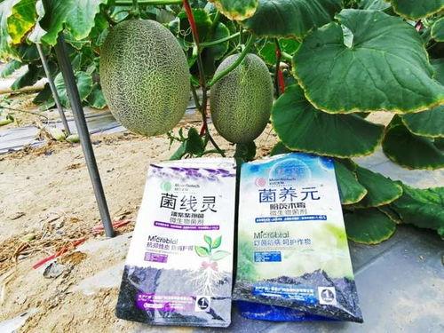 今日收瓜,新鲜瓜果盛宴来袭
