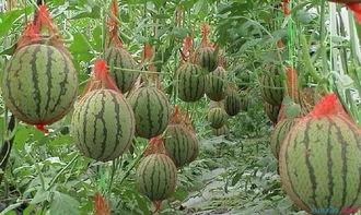 中州农场今日瓜价