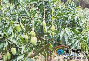 海南蒲瓜行情今日价格表,价格波动及市场动态一览