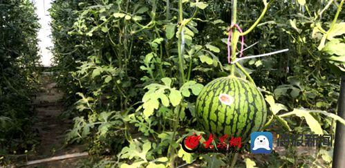 南王店西瓜市场今日瓜价,价格波动，新鲜上市