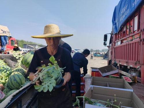 南王店西瓜市场今日瓜价,价格波动，新鲜上市