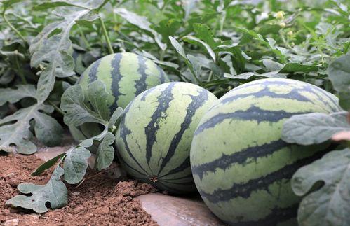 今日宜负责人瓜,揭秘今日宜负责人瓜背后的故事