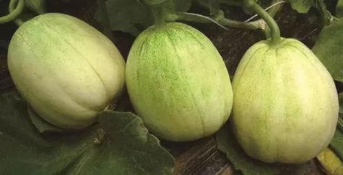 昆明小圆瓜今日价格行情,涨跌互现，市场动态解析