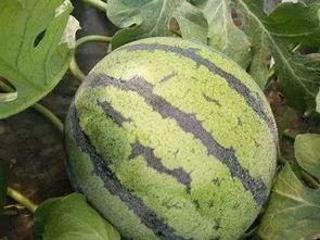 昆明小圆瓜今日价格行情,涨跌互现，市场动态解析