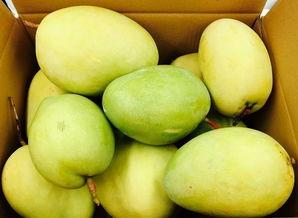 今日网纹瓜价,市场行情一览