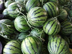 日本瓜今日价格,市场行情一览