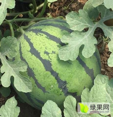 日本瓜今日价格,市场行情一览