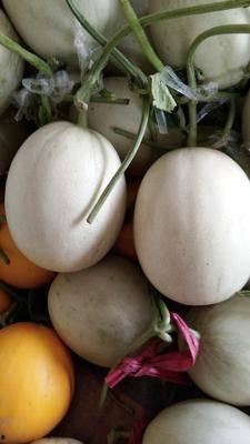 2024哈密瓜玉姑今日价格行情,今日市场行情一览，价格波动解析