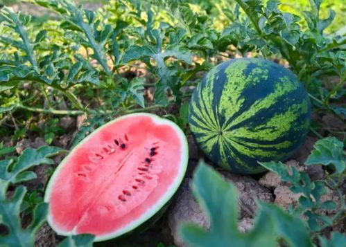 吃瓜在线今日吃瓜,揭秘娱乐圈最新热点事件