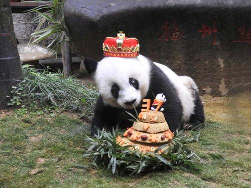 明星网红大熊猫图片,明星大熊猫萌态写真集