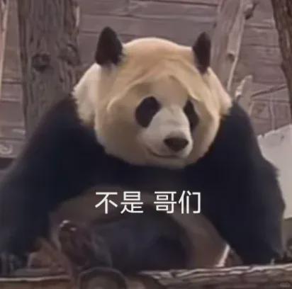 明星网红大熊猫图片,明星大熊猫萌态写真集