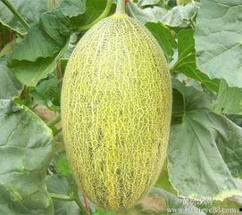 杭州哈密瓜今日价格行情,价格行情一览