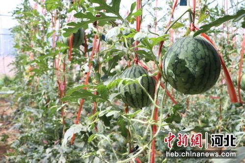 宁夏小吊瓜今日报价,价格行情一览”
