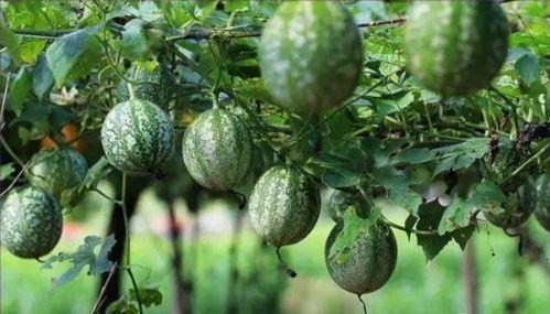 宁夏小吊瓜今日报价,价格行情一览”