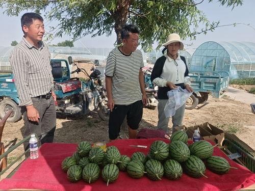 宁夏小吊瓜今日报价,价格行情一览”