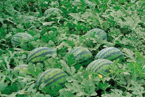 五一今日吃瓜-唐山花店