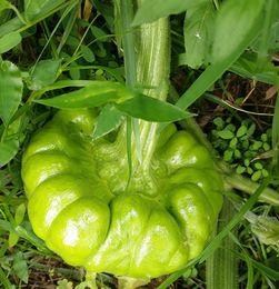 姜柄瓜今日达,探寻绿色健康生活的美味之源