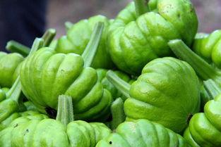 姜柄瓜今日达,探寻绿色健康生活的美味之源