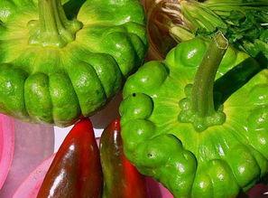 姜柄瓜今日达,探寻绿色健康生活的美味之源