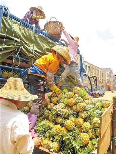 徐闻今日蒲瓜价钱,蒲瓜飘香，市场走俏