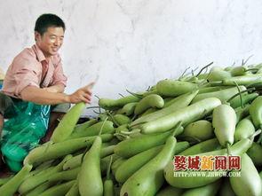 徐闻今日蒲瓜价钱,蒲瓜飘香，市场走俏