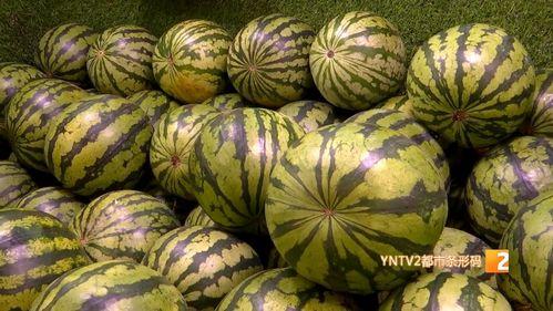 今日本地麒麟瓜价格,涨跌波动一览无遗”