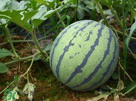 今日大白瓜多少钱一斤,每斤XX元