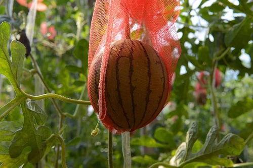 今日红河州瓜价,今日瓜价行情一览