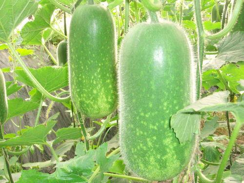 51热门大瓜今日大瓜最新小说,今日大瓜小说新鲜出炉，揭秘娱乐圈幕后风云