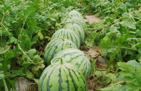 51热门大瓜今日大瓜最新小说,今日大瓜小说新鲜出炉，揭秘娱乐圈幕后风云