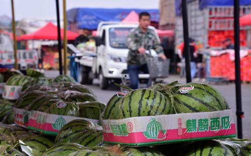 新发地麒麟瓜今日价格,价格行情一览”