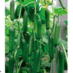 寿光小瓜今日价格表