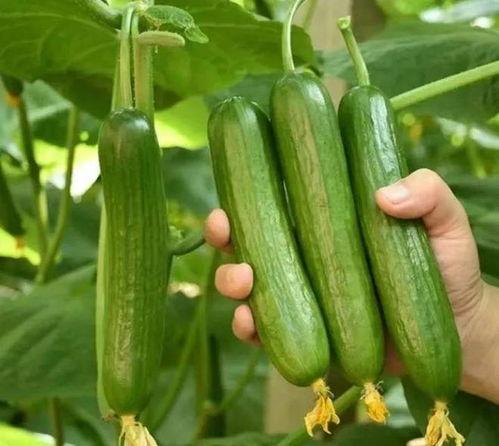 寿光小瓜今日价格表