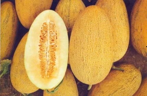 哈密瓜全国今日行情