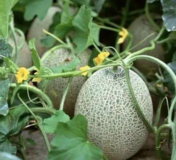 哈密瓜全国今日行情