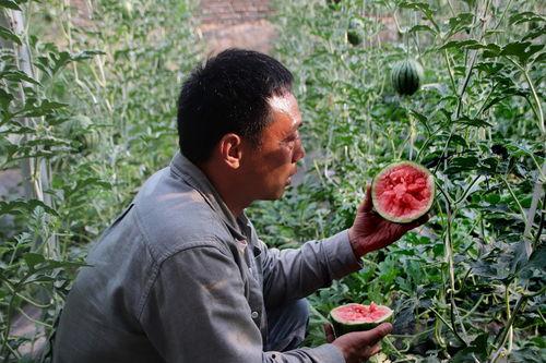 保定产地吊瓜今日价格,今日价格行情一览”