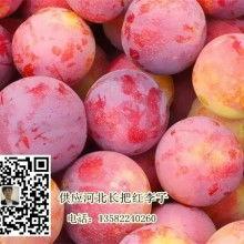 保定产地吊瓜今日价格,今日价格行情一览”