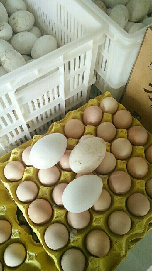 中牟万邦哈密瓜今日价格,新鲜上市！