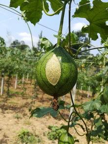 今日瓜娄价钱,市场动态一览”