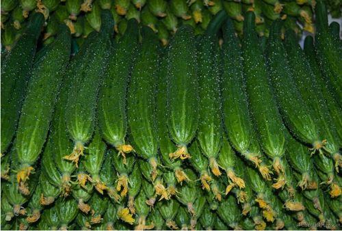 今日瓜娄价钱,市场动态一览”